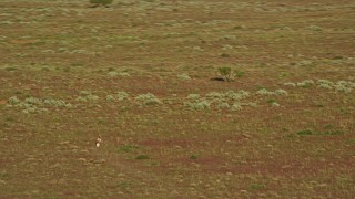 5.5K aerial stock footage of two pronghorn racing across the desert near Moab, Utah Aerial Stock Footage | AX138_220E