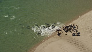 5.5K aerial stock footage flying by seals on a beach, Cape Cod, Eastham, Massachusetts Aerial Stock Footage | AX144_034E