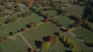 AX147_001 - 6K aerial stock footage flying over New Calvary Cemetery in autumn, Roslindale, Massachusetts