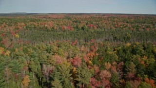 6K aerial stock footage flying over a colorful evergreen forest, autumn, Cushing, Maine Aerial Stock Footage | AX148_039