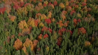 6K aerial stock footage of a bird's eye view flying over colorful forest, autumn, Cushing, Maine Aerial Stock Footage | AX148_048