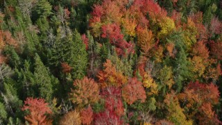 6K aerial stock footage of a bird's eye view flying over a colorful forest in autumn, Cushing, Maine Aerial Stock Footage | AX148_049E