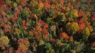 6K aerial stock footage of a bird's eye view flying over a colorful forest, autumn, Cushing, Maine Aerial Stock Footage | AX148_051