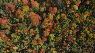 6K aerial stock footage of a bird's eye view flying over a colorful forest in autumn, Cushing, Maine Aerial Stock Footage | AX148_052E