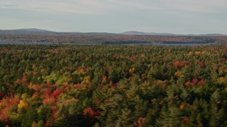 5.5K aerial stock footage flying over forest with evergreen trees and fall foliage, Trenton, Maine Aerial Stock Footage | AX149_003