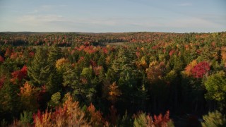 AX149_039E - 5.5K aerial stock footage flying over colorful forest and a clearing and dead trees, autumn, Blue Hill, Maine