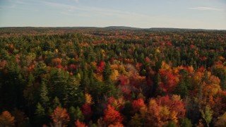 AX149_054E - 5.5K aerial stock footage flying over colorful fall forest, Blue Hill, Maine