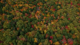 5.5K aerial stock footage of a bird's eye view over brightly colored forest in autumn, Buckfield, Maine Aerial Stock Footage | AX150_071E