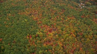 5.5K aerial stock footage of a bird's eye view flying over dense, brightly colored forest, autumn, Lovell, Maine Aerial Stock Footage | AX150_136