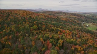 5.5K aerial stock footage flying over dense forest of brightly colored trees, autumn, Wells River, Vermont Aerial Stock Footage | AX150_310E