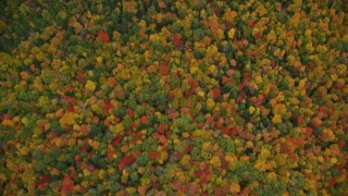 5.5K aerial stock footage of a bird's eye view over brightly colored forest, autumn, Croydon, New Hampshire Aerial Stock Footage | AX151_076