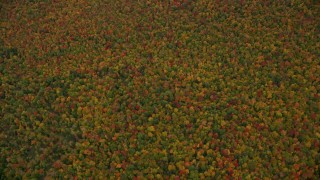 5.5K aerial stock footage of a bird's eye view over dense, colorful forest, autumn, Wilmot, New Hampshire Aerial Stock Footage | AX151_115E