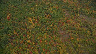 5.5K aerial stock footage of a bird's eye view over brightly colored forest, autumn, Wilmot, New Hampshire Aerial Stock Footage | AX151_117E