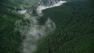 5.5K aerial stock footage of bird's eye view of mist over a creek, and evergreen forest in the Cascade Range, Hood River County, Oregon Aerial Stock Footage | AX154_053E