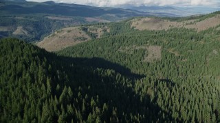 5.5K aerial stock footage flying over evergreen forest to approach clear cut logging areas near Dee, Oregon Aerial Stock Footage | AX154_145