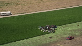 5K aerial stock footage of orbiting farm workers picking crops from a field, Camarillo, California Aerial Stock Footage | AX42_040E