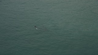 5K aerial stock footage track dolphins swimming in the Pacific Ocean near Malibu, California Aerial Stock Footage | AX42_070