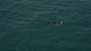 5K aerial stock footage of tracking seven seals in the Pacific Ocean, Malibu, California Aerial Stock Footage | AX42_090