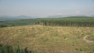 5K aerial stock footage tilt from evergreen trees to approach and fly over a clear cut area, King County, Washington Aerial Stock Footage | AX48_043E