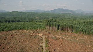 5K aerial stock footage approach and fly over a logging clear cut area in an evergreen forest, King County, Washington Aerial Stock Footage | AX48_048