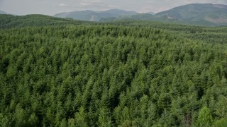 5K aerial stock footage fly over evergreen trees in a vast forest in King County, Washington Aerial Stock Footage | AX48_050