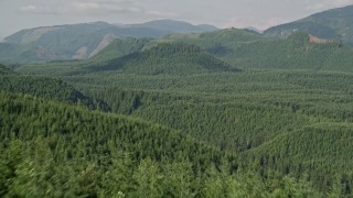 5K aerial stock footage fly over evergreen trees to reveal a green hill in King County, Washington Aerial Stock Footage | AX48_052