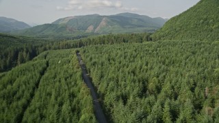 5K aerial stock footage fly over an evergreen forest to reveal a narrow road through the trees in King County, Washington Aerial Stock Footage | AX48_055E