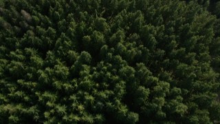 5K aerial stock footage of a bird's eye flying over an evergreen forest, King County, Washington Aerial Stock Footage | AX48_072