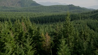 5K aerial stock footage of flying low over an evergreen forest, King County, Washington Aerial Stock Footage | AX48_073E