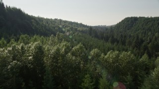 5K aerial stock footage of flying over deciduous and evergreen trees, King County, Washington Aerial Stock Footage | AX48_089E