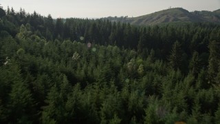 5K aerial stock footage fly low over a cluster of deciduous trees and evergreen forest in King County, Washington Aerial Stock Footage | AX48_091E