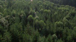 5K aerial stock footage of bird's eye view of evergreen forest, reveal a clear cut area, King County, Washington Aerial Stock Footage | AX48_093