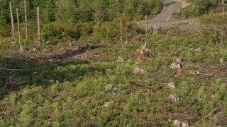 5K aerial stock footage of tracking a deer running through the brush toward the forest, King County, Washington Aerial Stock Footage | AX48_097