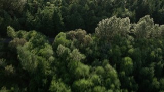 5K aerial stock footage of bird's eye view of evergreen trees and a clearing, tilt to wide view of King County, Washington Aerial Stock Footage | AX49_001E