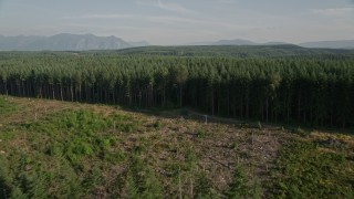 5K aerial stock footage fly over a clear cut area and evergreen forest in King County, Washington Aerial Stock Footage | AX49_004