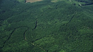 5K aerial stock footage of vast evergreen forests in Lewis County, Washington Aerial Stock Footage | AX52_023E