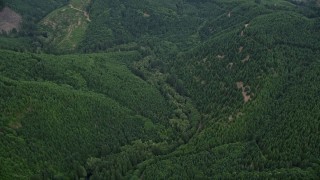 5K aerial stock footage tilt to bird's eye of evergreen forest in Washington County, Oregon Aerial Stock Footage | AX56_031