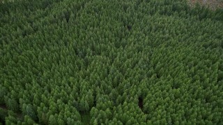 5K aerial stock footage tilt to a bird's eye view of evergreen forest in Pacific County, Washington Aerial Stock Footage | AX56_160