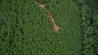 AX56_161 - 5K aerial stock footage bird's eye view of evergreen trees and dirt roads in Pacific County, Washington