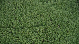 5K aerial stock footage of a bird's eye view of an evergreen forest in Pacific County, Washington Aerial Stock Footage | AX56_162