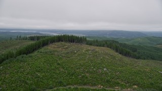 5K aerial stock footage of evergreen trees on the edge of a logging area in Pacific County, Washington Aerial Stock Footage | AX56_168