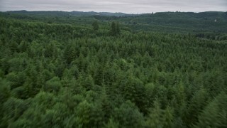 5K aerial stock footage fly over evergreen forest and hills in Pacific County, Washington Aerial Stock Footage | AX56_181E