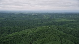 5K aerial stock footage flyby a wide expanse of evergreen forest in Grays Harbor County, Washington Aerial Stock Footage | AX57_020