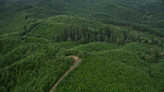 5K aerial stock footage approach a road ending in an evergreen forest in Grays Harbor County, Washington Aerial Stock Footage | AX57_025