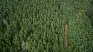 5K aerial stock footage of bird's eye view of a dirt road through an evergreen forest in Shelton, Washington Aerial Stock Footage | AX58_007