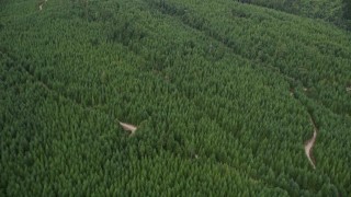 5K aerial stock footage fly over an evergreen forest and dirt roads in Grapeview, Washington Aerial Stock Footage | AX58_019