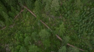 AX58_041 - 5K aerial stock footage of bird's eye view of evergreens, and reveal dirt roads in Gig Harbor, Washington