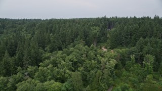 5K aerial stock footage fly over evergreen trees on Vashon Island, Washington Aerial Stock Footage | AX58_055E