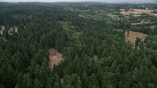 5K aerial stock footage of trees on the edge of an evergreen forest on Vashon Island, Washington Aerial Stock Footage | AX58_060