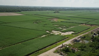 5K aerial stock footage of flying by sugar cane fields, La Place, Louisiana Aerial Stock Footage | AX60_011E